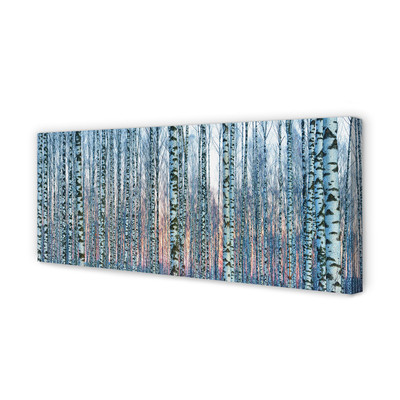 Obrazy na plátně Březového lesa při západu slunce