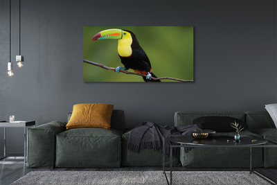 Obrazy na plátně Barevné papoušek na větvi