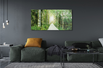 Obrazy na plátně Bříza lesní cesta