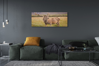 Obrazy na plátně polní jelen