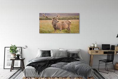 Obrazy na plátně polní jelen