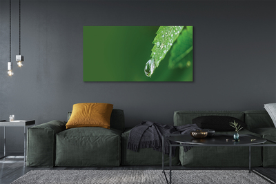 Obrazy na plátně Kapka vody listí