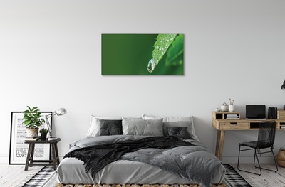 Obrazy na plátně Kapka vody listí