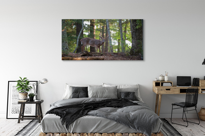 Obrazy na plátně jelen lesní