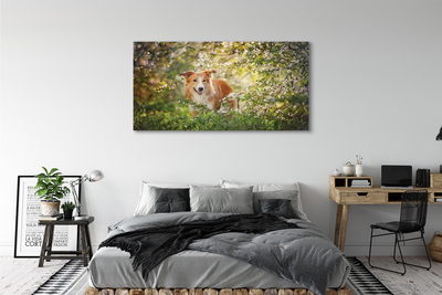 Obrazy na plátně Psí lesní květiny