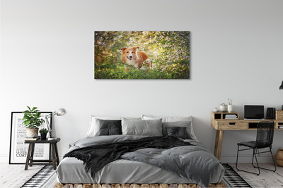 Obrazy na plátně Psí lesní květiny