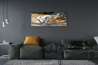 Obrazy na plátně ležící tygr