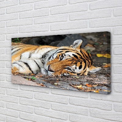 Obrazy na plátně ležící tygr