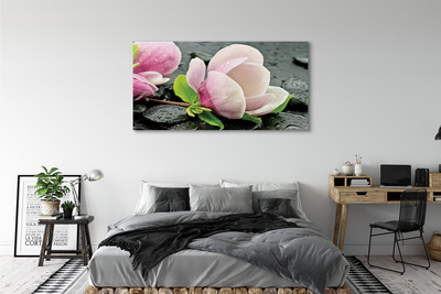 Obrazy na plátně Magnolia kameny