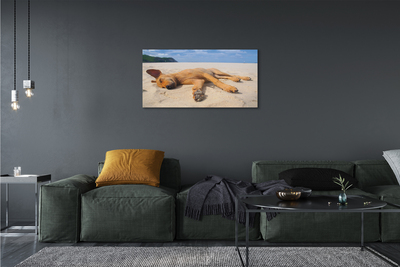 Obrazy na plátně Ležící pes pláž