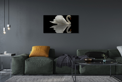 Obrazy na plátně Swan v noci
