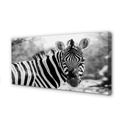 Obrazy na plátně retro zebra