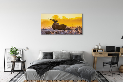 Obrazy na plátně Jelen zimní slunce