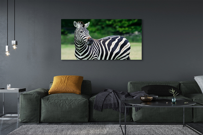 Obrazy na plátně Zebra box