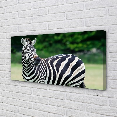 Obrazy na plátně Zebra box