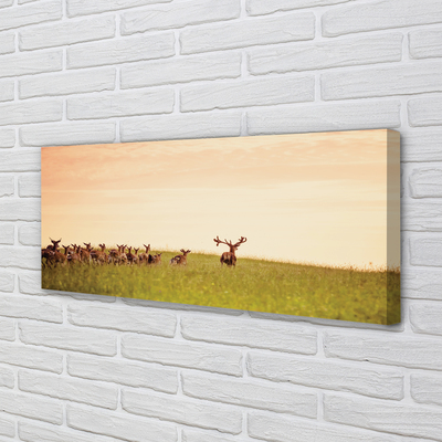 Obrazy na plátně Stádo jelenů pole svítání