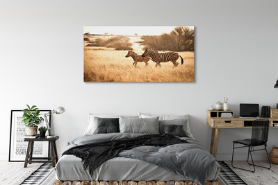 Obrazy na plátně Zebra pole sunset