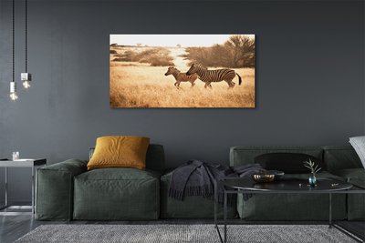 Obrazy na plátně Zebra pole sunset