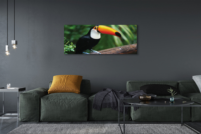 Obrazy na plátně Tukan na větvi