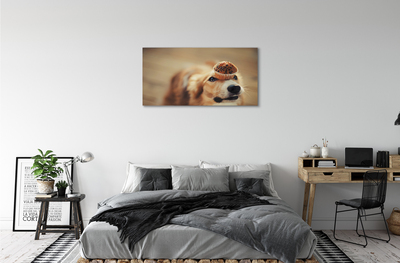 Obrazy na plátně dog bun