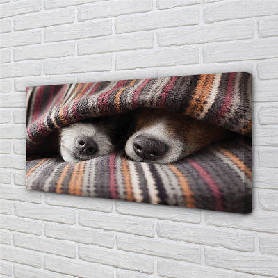 Obrazy na plátně spící psi