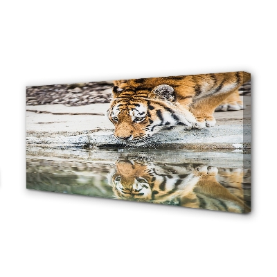 Obrazy na plátně tiger pití