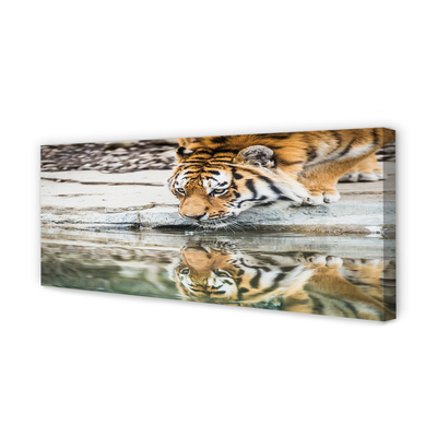 Obrazy na plátně tiger pití