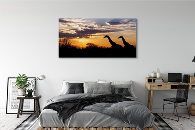 Obrazy na plátně Žirafy strom mraky