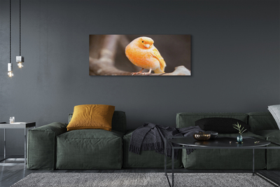 Obrazy na plátně větev papoušek
