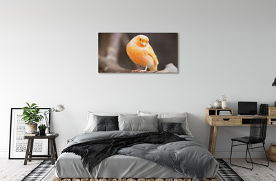 Obrazy na plátně větev papoušek