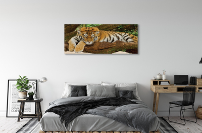 Obrazy na plátně tiger tree