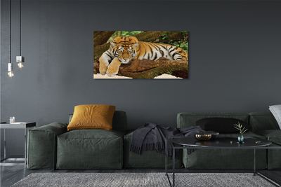 Obrazy na plátně tiger tree