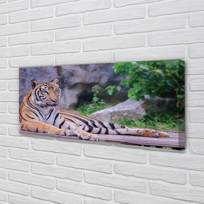 Obrazy na plátně Tiger v zoo