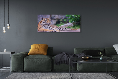 Obrazy na plátně Tiger v zoo