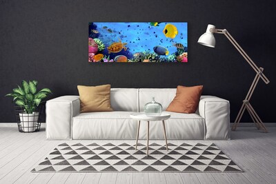 Obraz na plátně Korálový Útes Ryba Příroda