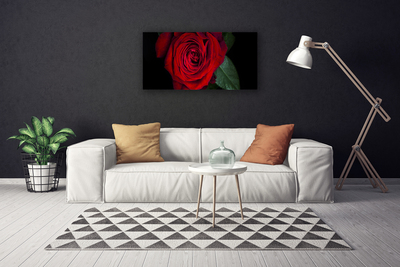 Obraz na plátně Růže