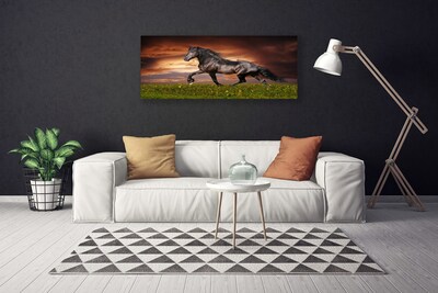 Obraz na plátně Černý Kůň Louka Zvířata
