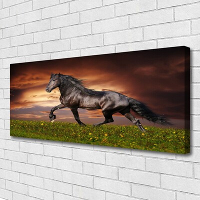 Obraz na plátně Černý Kůň Louka Zvířata