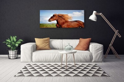 Obraz na plátně Kůň Zvířata