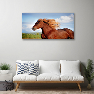 Obraz na plátně Kůň Zvířata