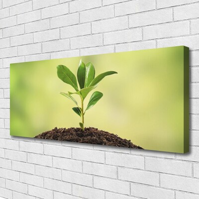Obraz na plátně Půda Rostlina Růst