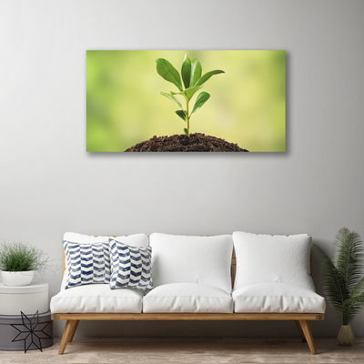 Obraz na plátně Půda Rostlina Růst
