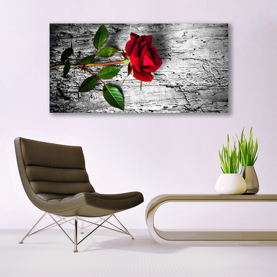 Obraz na plátně Růže Květ Rostlina