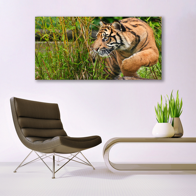 Obraz na plátně Tygr Zvířata