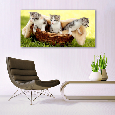 Obraz na plátně Kočky Zvířata
