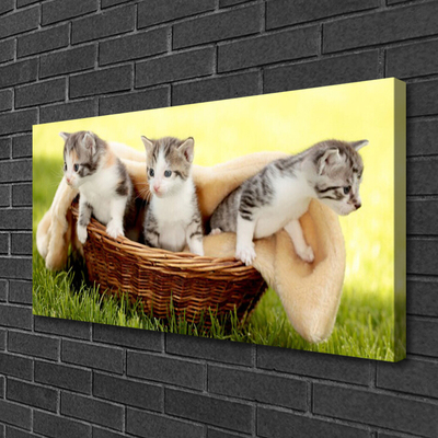 Obraz na plátně Kočky Zvířata