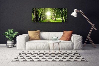 Obraz na plátně Les Slunce Stezka Příroda