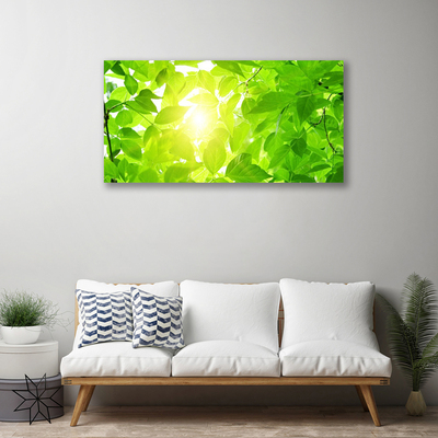 Obraz na plátně Listy Příroda Slunce Rostlina