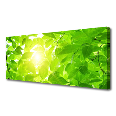 Obraz na plátně Listy Příroda Slunce Rostlina