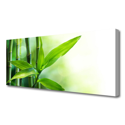 Obraz na plátně Bambus List Rostlina Příroda